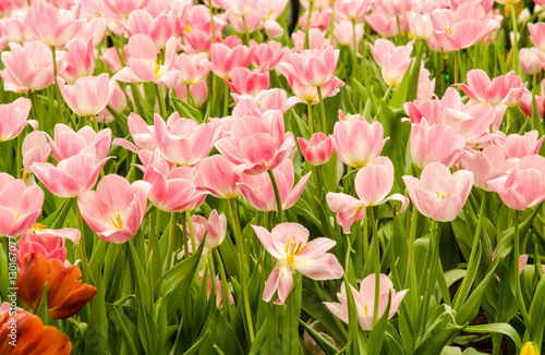 Tulips in springtime Garden Tulips tulip Flower  Flower Head  Flowerbed  Petal  Plant