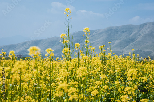 The rape flowers field scenery  photo