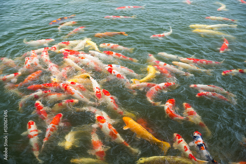Japanese Koi fish in pond