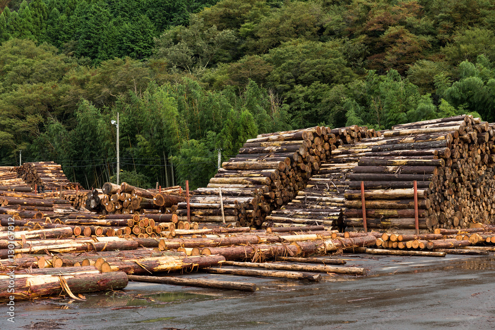 Pine timber stacked at lumber yard Pine timber stacked at lumber yard