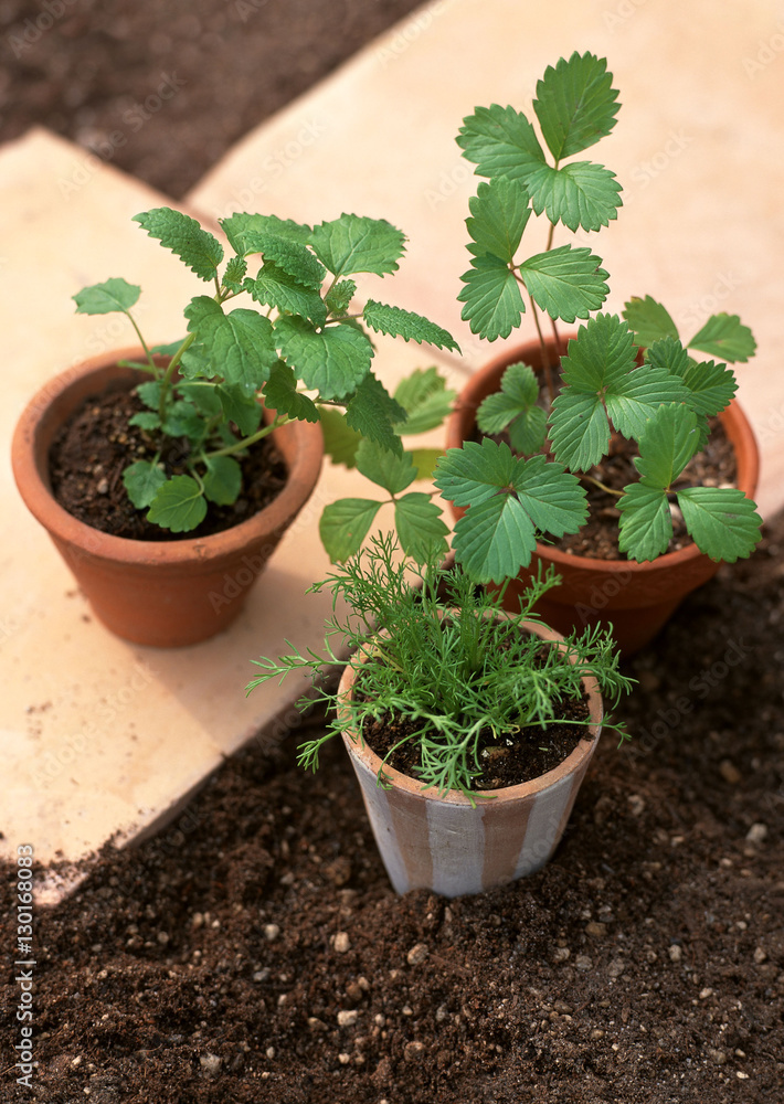 Pot Plant Pot Plant