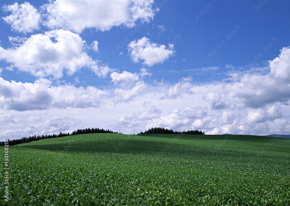 Field Field