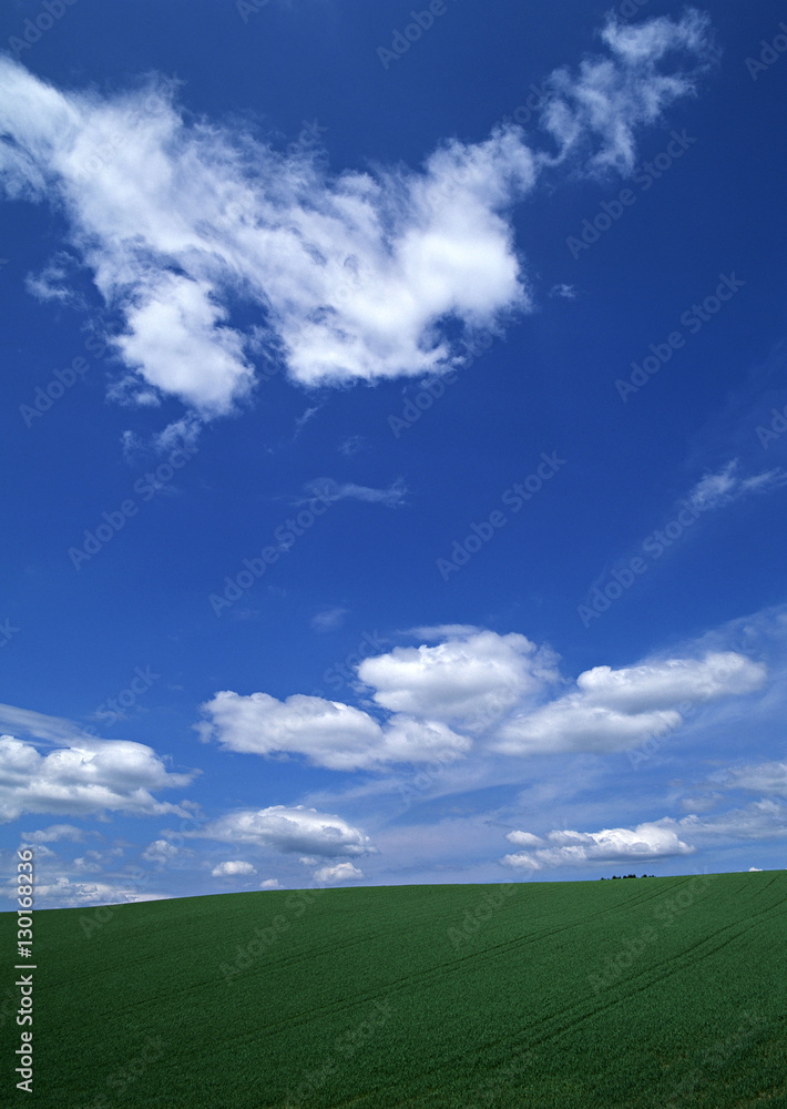 Field Field