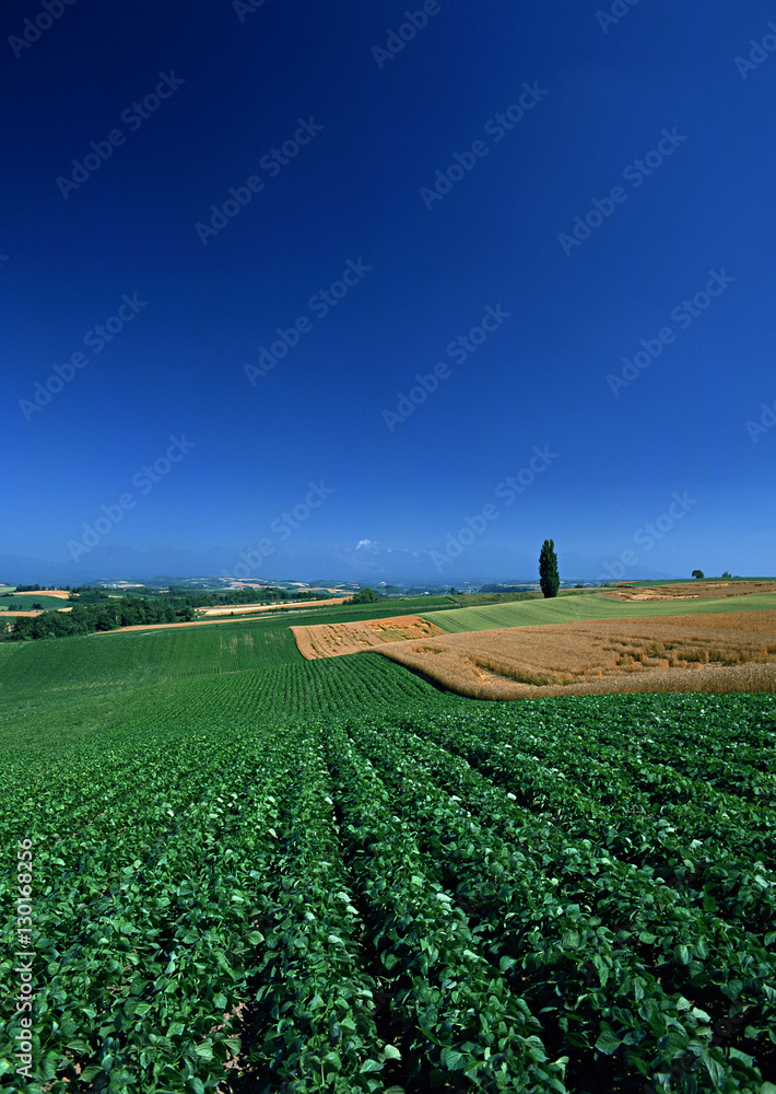 Pea Field Pea Field
