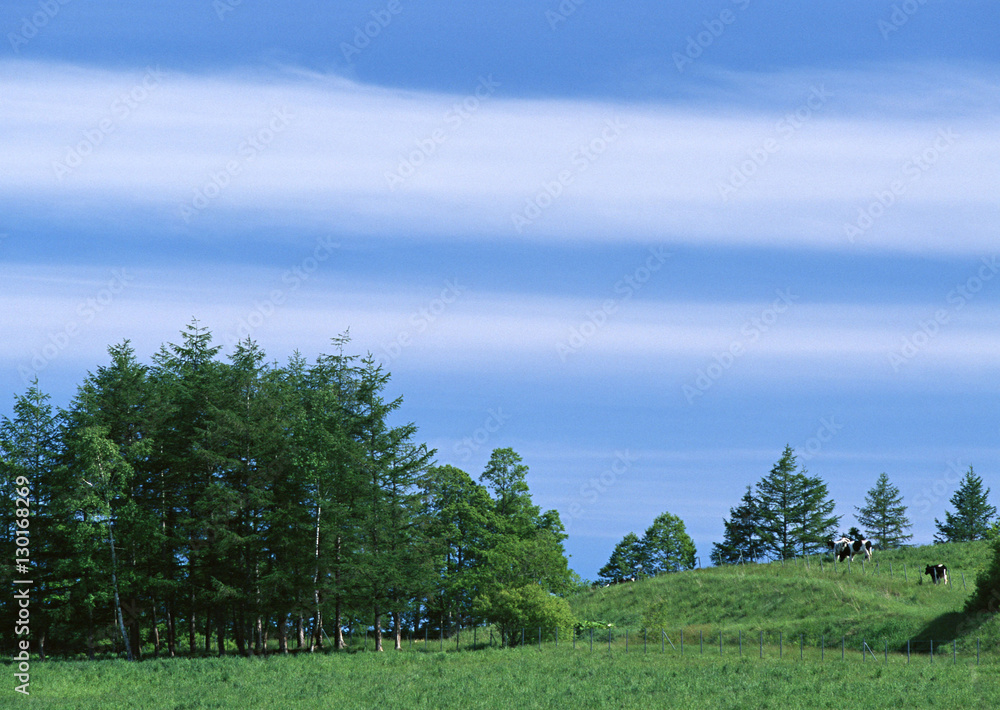 Obraz premium Pasture