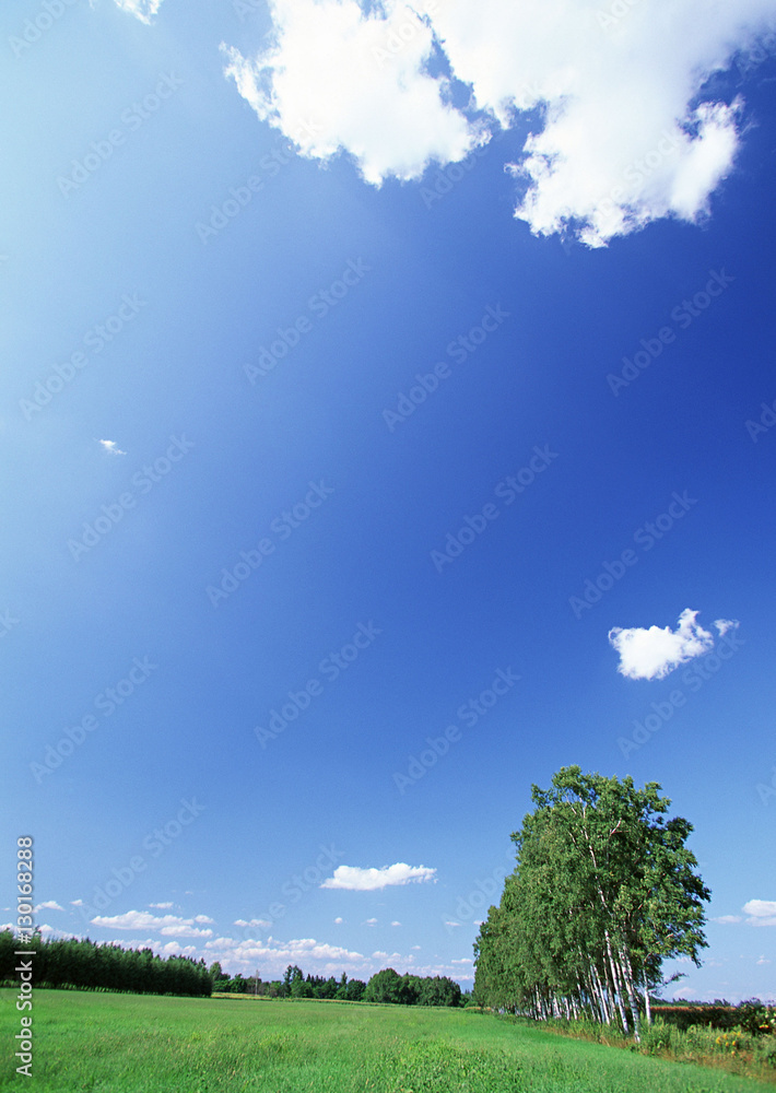 Obraz premium Grassy Plain