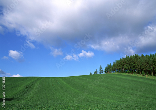 Grassy Plain