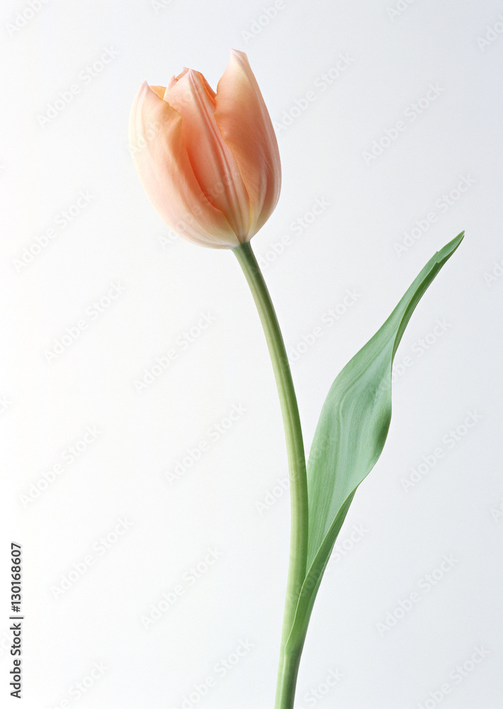 Tulip Tulip