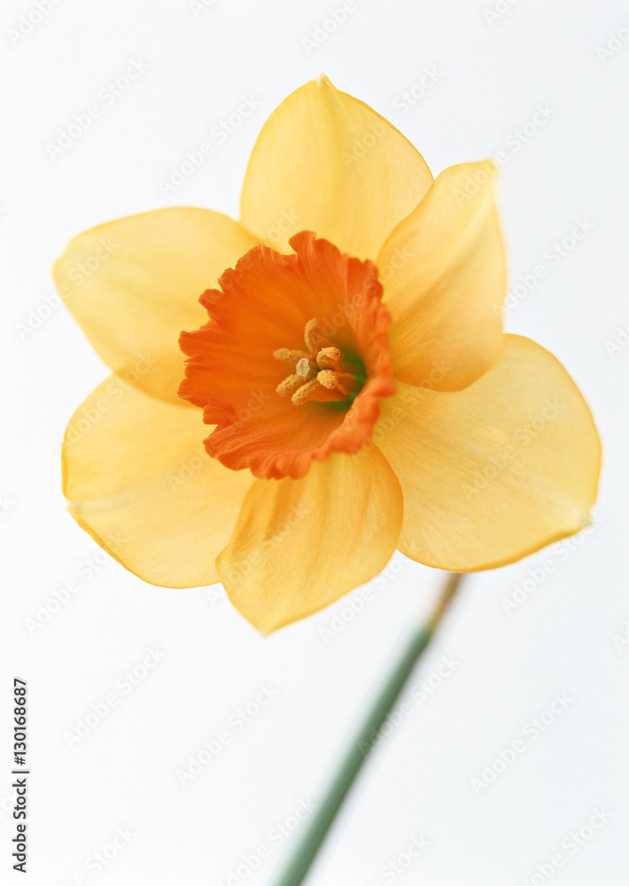 Fototapeta premium Narcyz