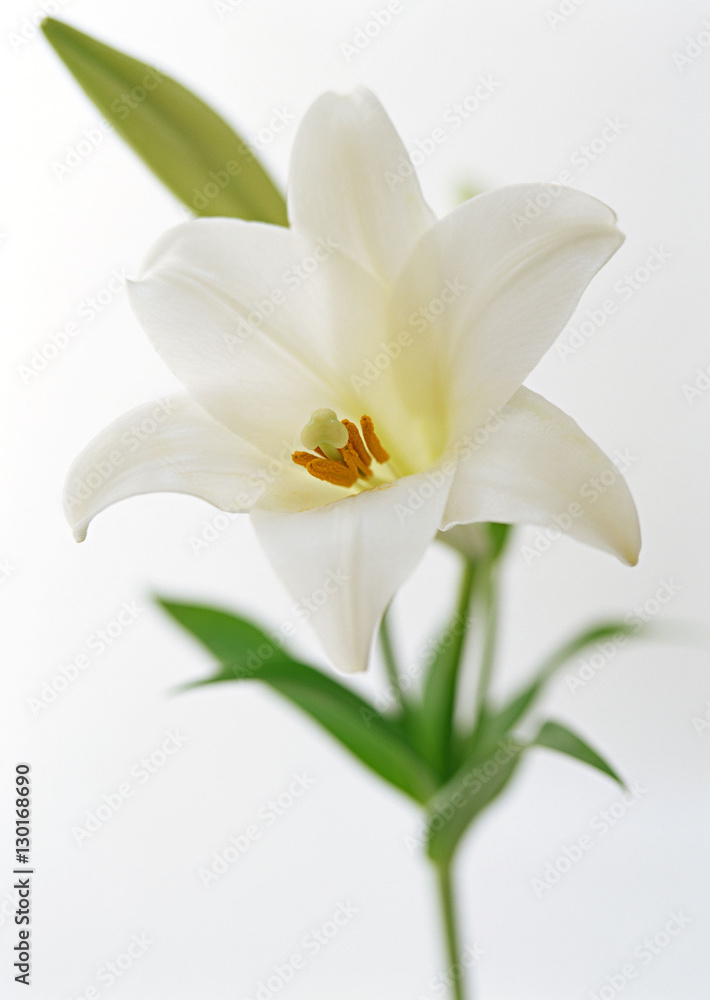 Fototapeta premium Lily