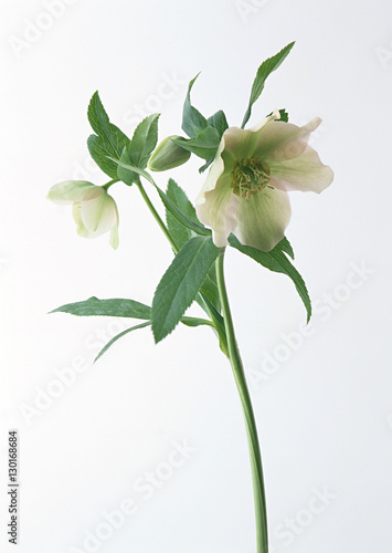 Fotografi Flower