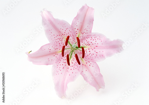 Lily