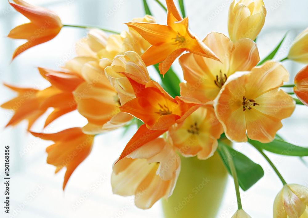 Fototapeta premium Tulip