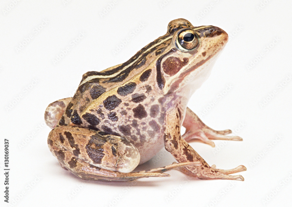Fototapeta premium Frog