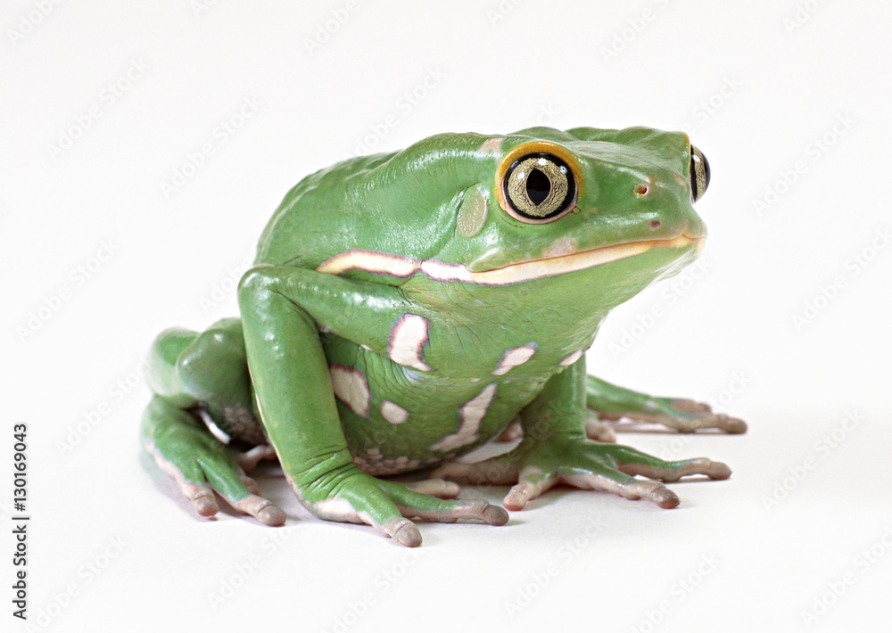 Fototapeta premium Monkey Tree Frog