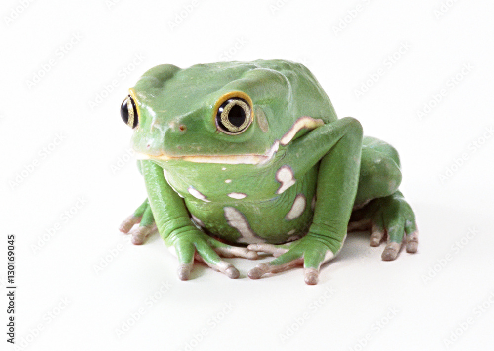 Obraz premium Monkey Tree Frog