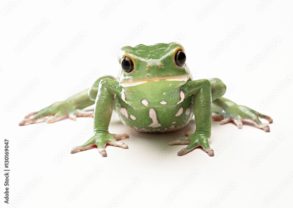 Obraz premium Monkey Tree Frog