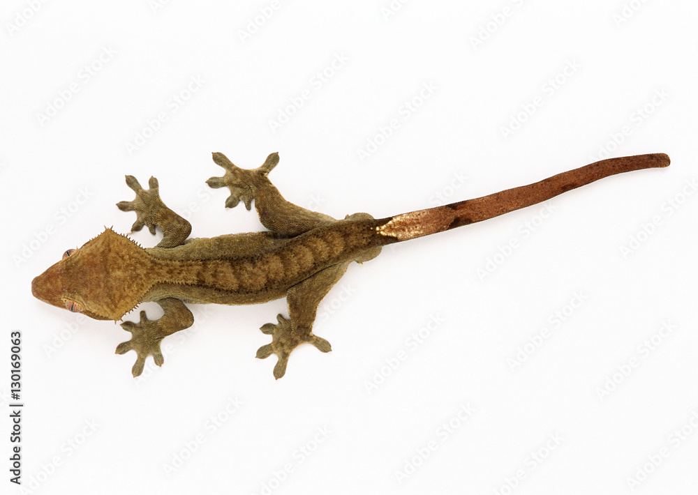 Gecko Lizard Gecko Lizard
