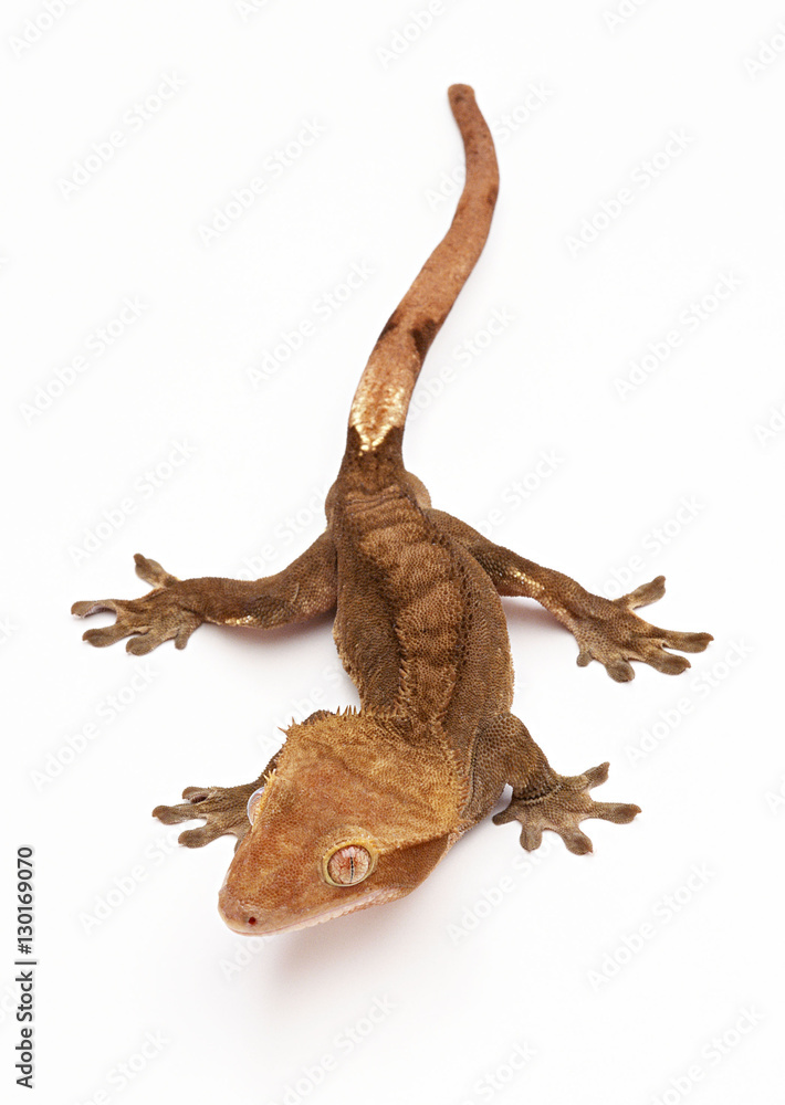 Gecko Lizard