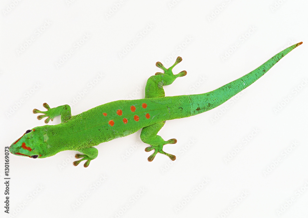 Madagascan Day Gecko Madagascan Day Gecko