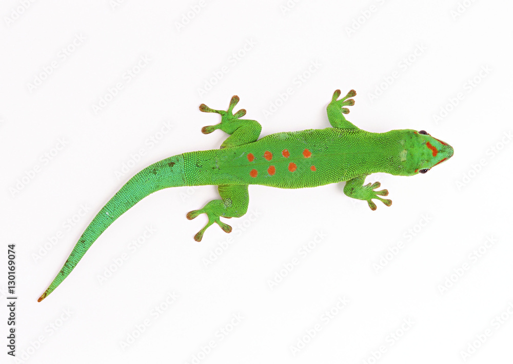 Fototapeta premium Madagascan Day Gecko