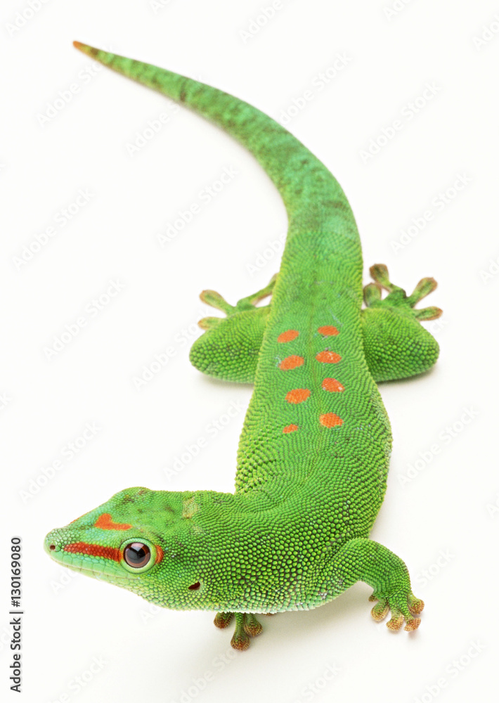 Fototapeta premium Madagascan Day Gecko