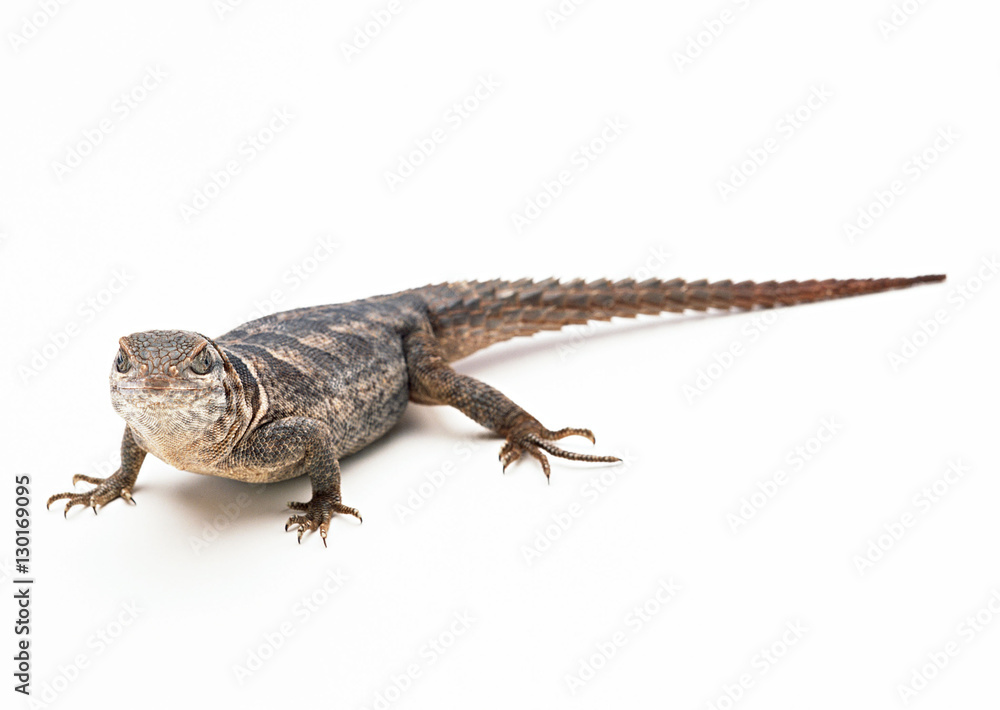 Fototapeta premium Oplurus cuvieri