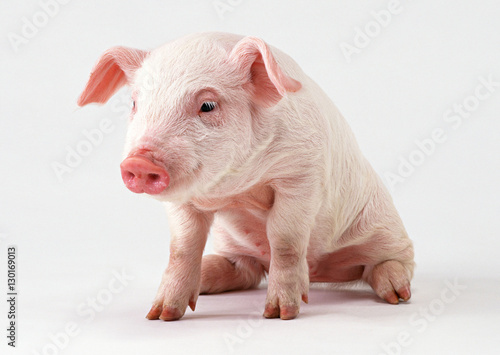 Pig