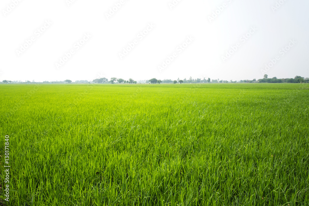 Green grass field landscape
