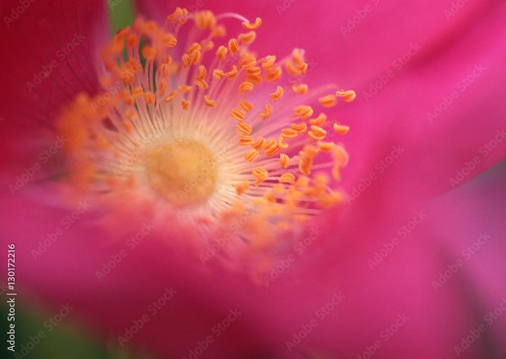 Obraz premium Japanese Rose