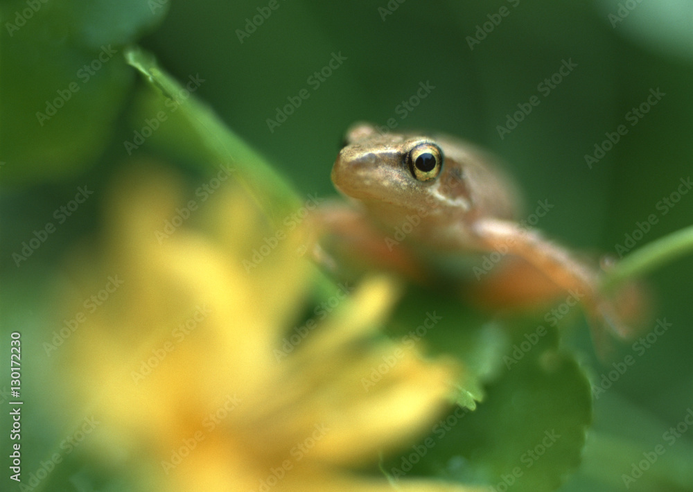 Tree Frog Tree Frog