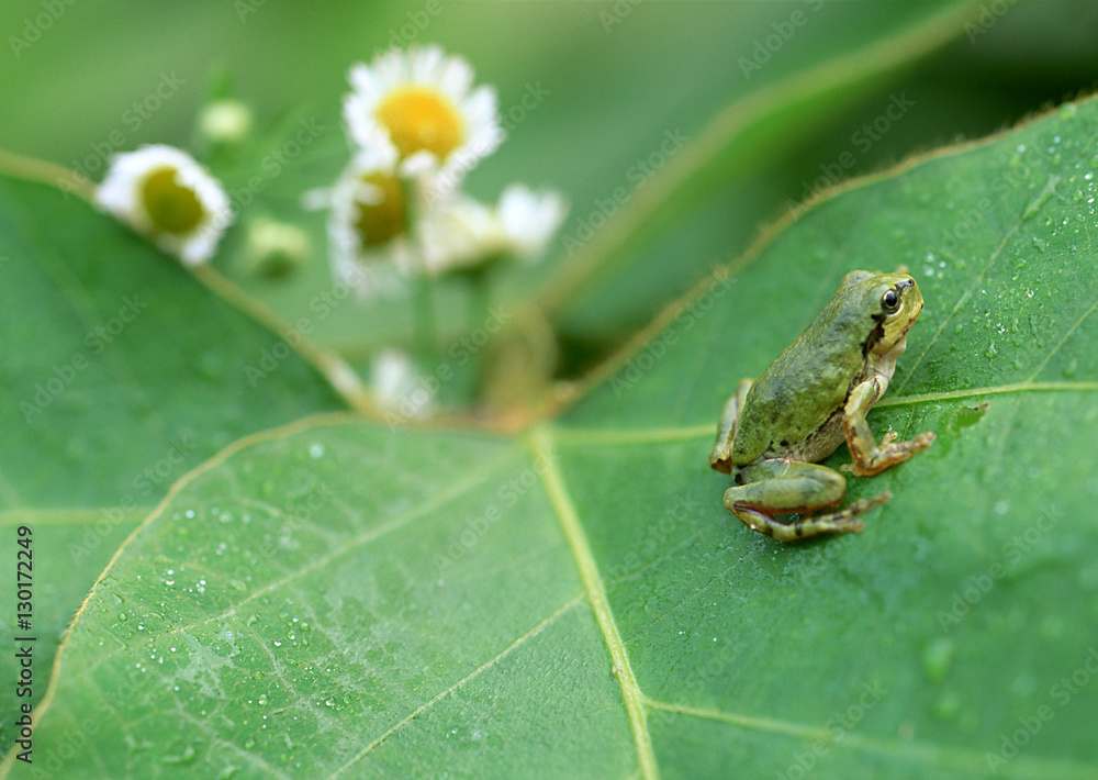 Tree Frog Tree Frog
