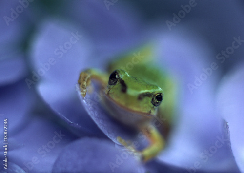 Hydrangea and Tree Frog