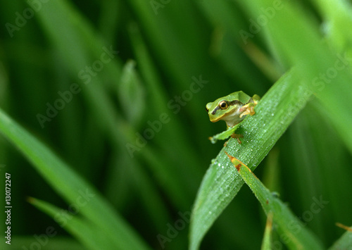 Rice Plant and Tree Frog