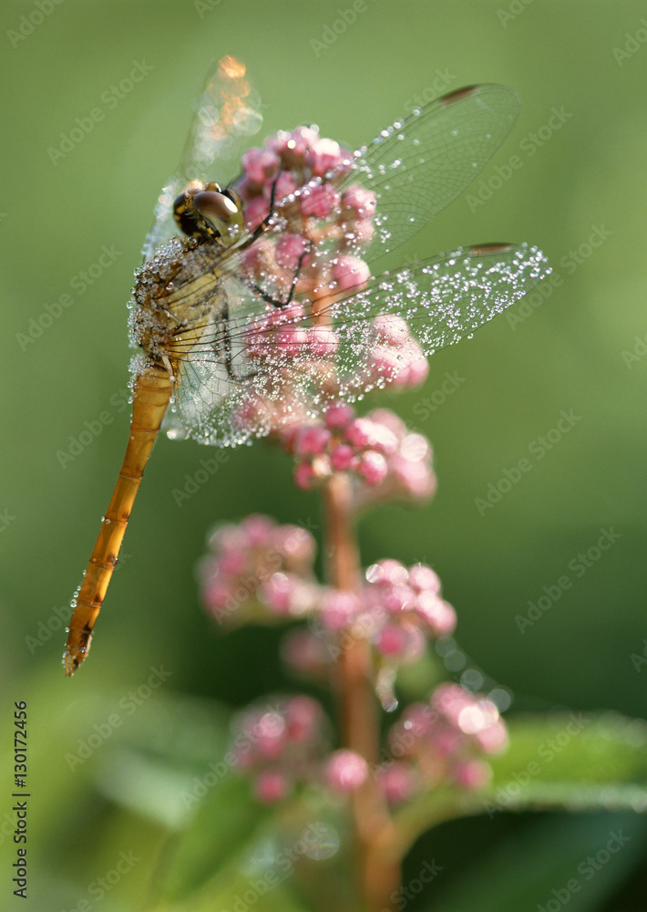 custom made wallpaper toronto digitalDragonfly on Flower