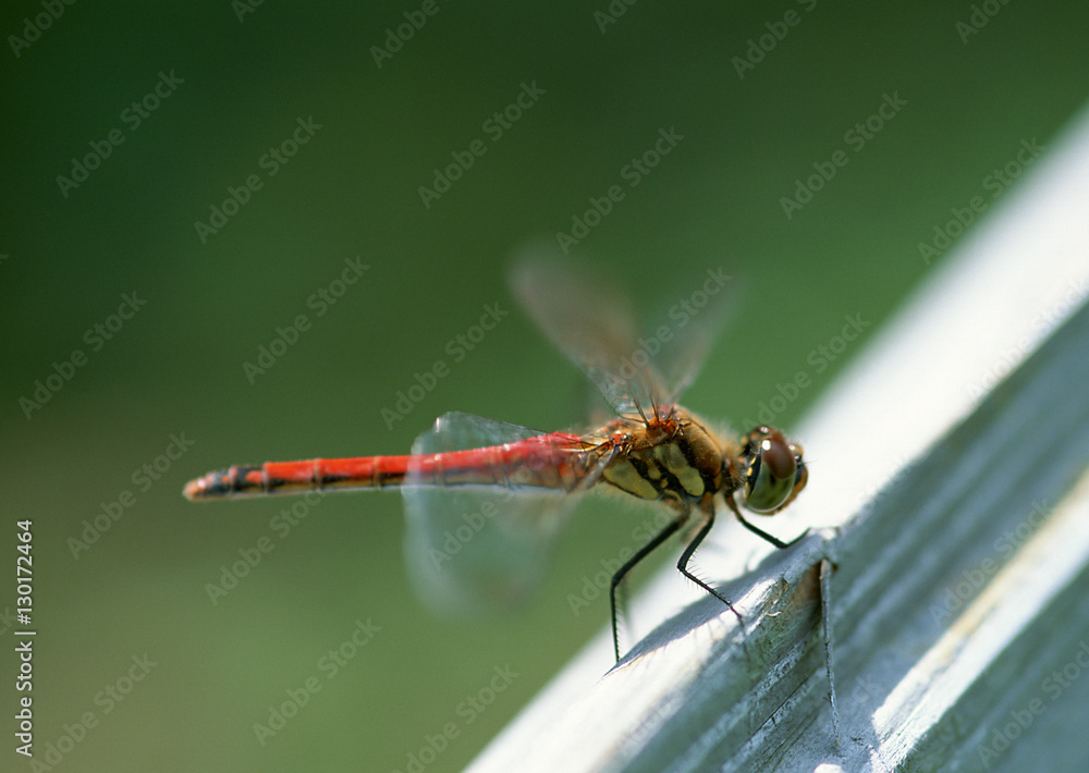 Dragonfly Dragonfly