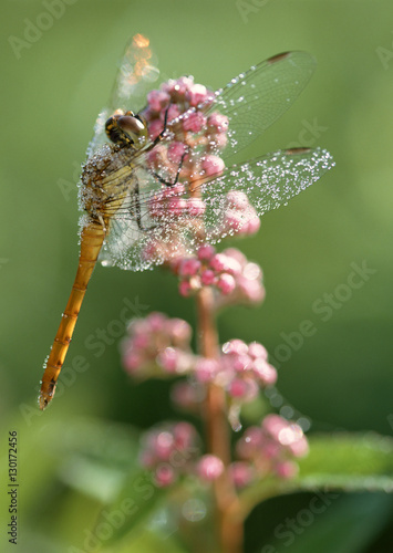 Wallpaper Mural Dragonfly on Flower Torontodigital.ca