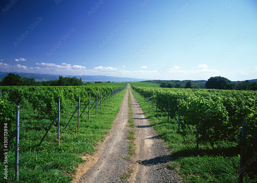 Naklejka premium Vineyard