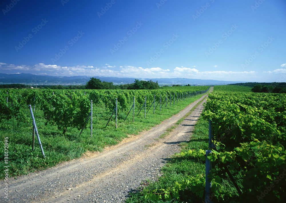 Obraz premium Vineyard