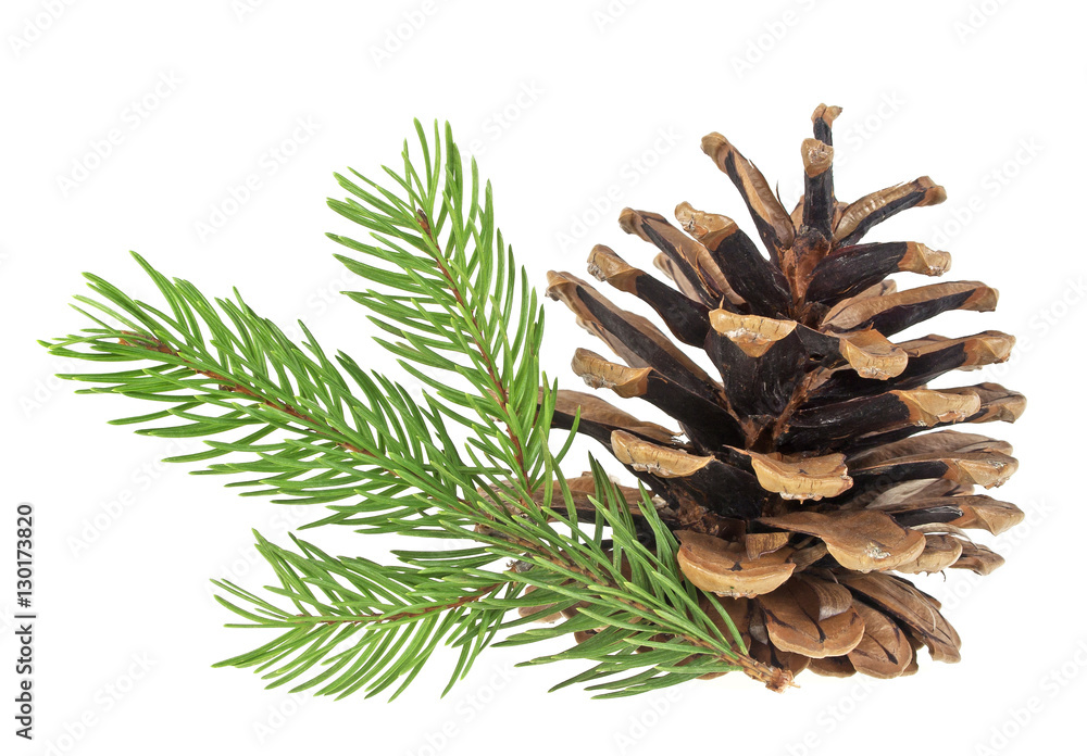 Pine cone and fir tree branch on a white background Pine cone and fir tree branch on a white background