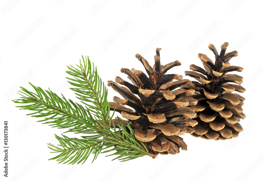 Pine cones and fir tree branch on a white background Pine cones and fir tree branch on a white background