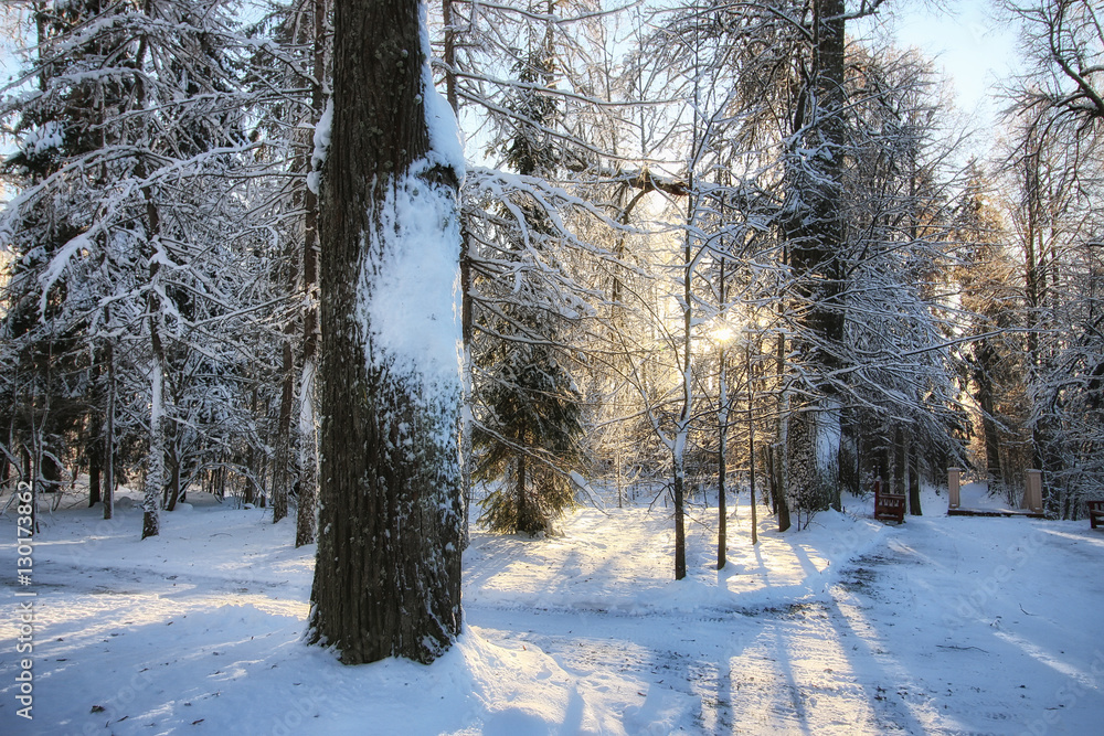 Fototapeta premium winter forest landscape sunlight snow