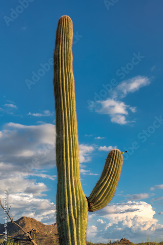 Saguaro cactus, Carnegiea gigantea, Saguaro National Park, Arizona. 