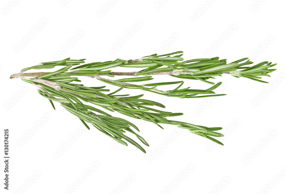 Fresh green sprig of rosemary isolated on a white background Fresh green sprig of rosemary isolated on a white background