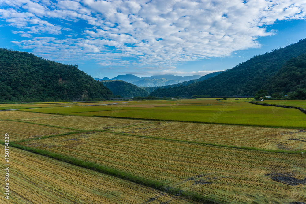 Rice Fields of Taiwan