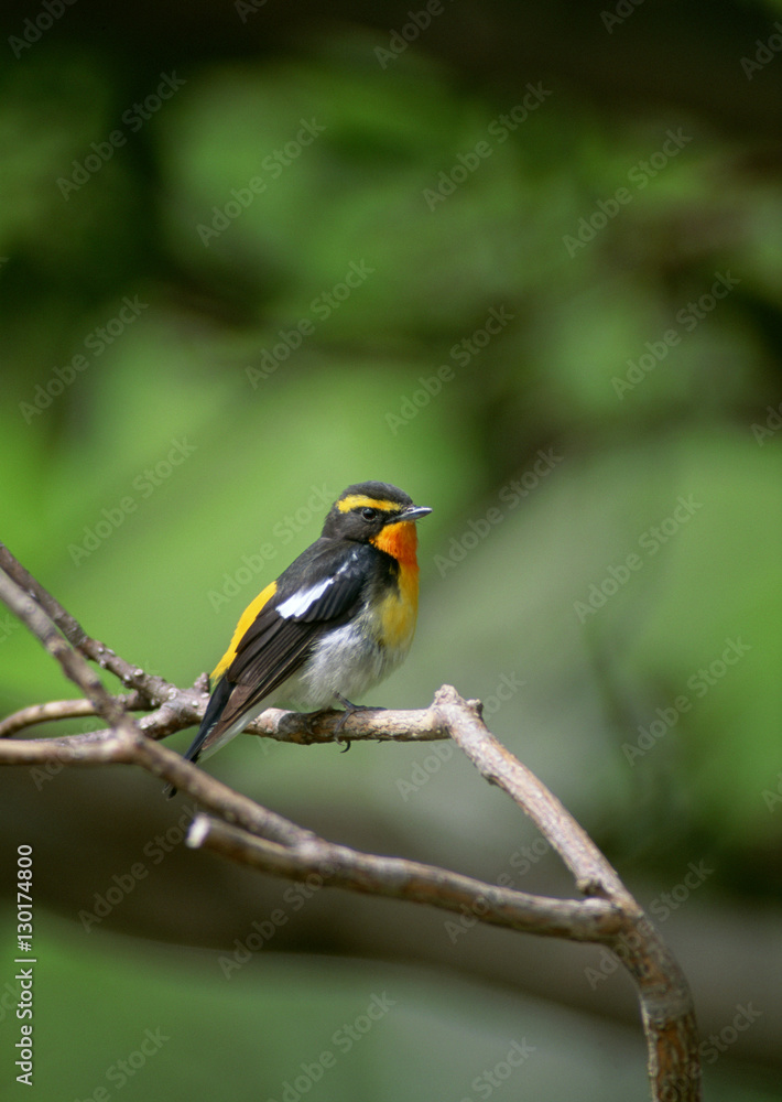 Narcissus Flycatcher Narcissus Flycatcher