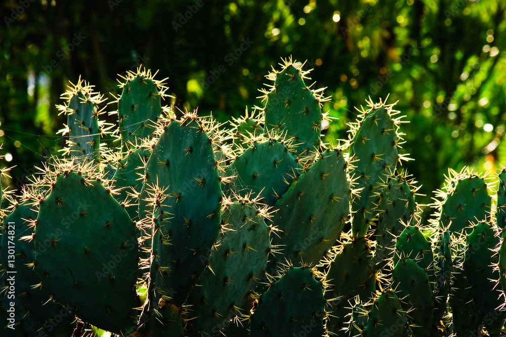 cactus take back light it High Contrast. cactus take back light it High Contrast.