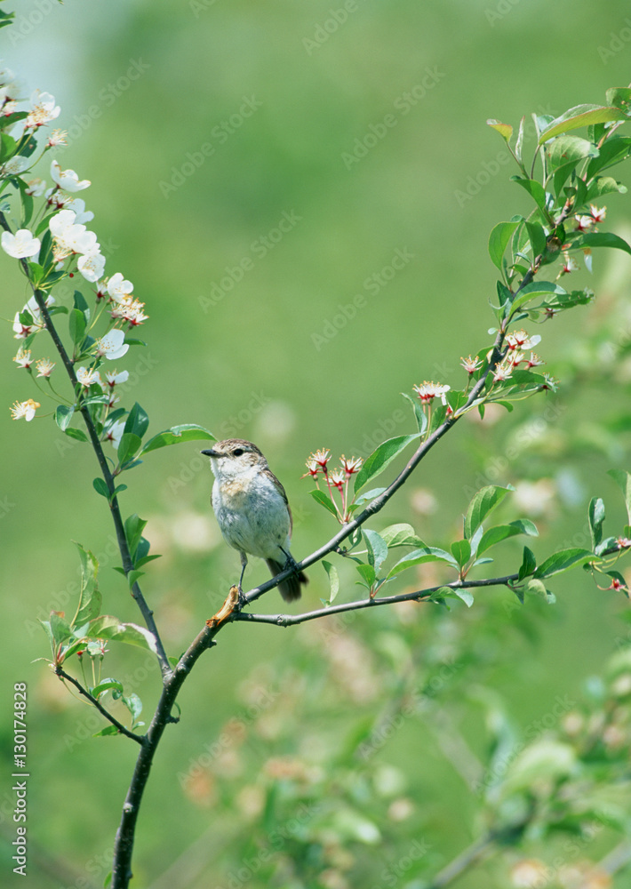 Obraz premium Stonechat