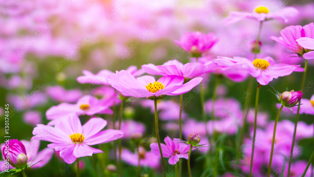 Soft pink flowers background 