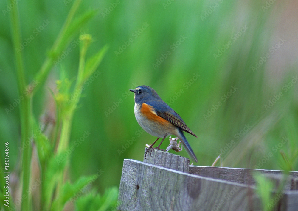 Fototapeta premium Red-flanked Bluetail